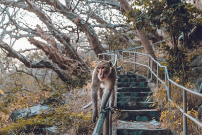 Portrait of monkey on tree in forest