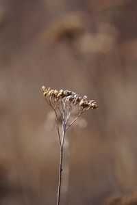 Close-up of dried plant