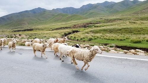 Flock of sheep on road