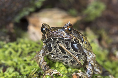 Close-up of frog on land