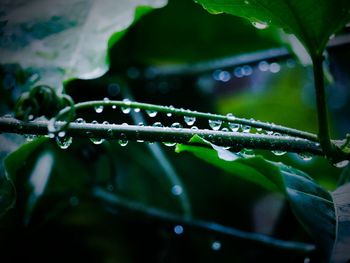 Close-up of water drops on spider web