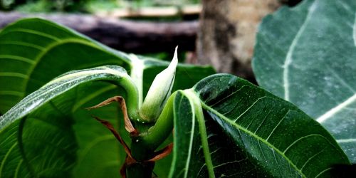 Close-up of fresh green plant