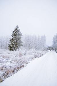 Snow covered road amidst trees against sky during winter