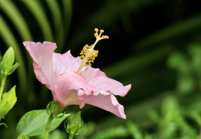 Close-up of pink flowering plant