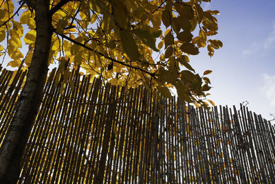 Low angle view of bamboo tree