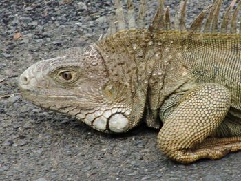 Close-up of lizard