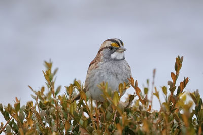 bird