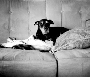 Dog resting on sofa