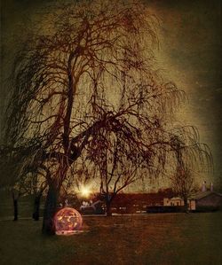 Sun shining through trees