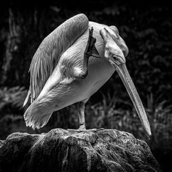 Close-up of bird perching on rock