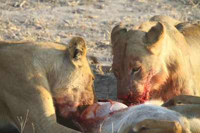 Two lioness in botswana at their prey