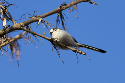 Low angle view of bird perching on branch against sky