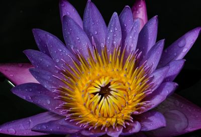 Close-up of wet purple water lily