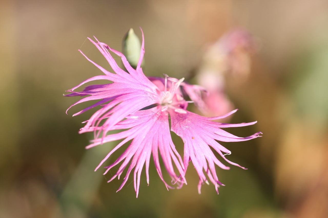 CLOSE-UP OF PINK ROSE FLOWER