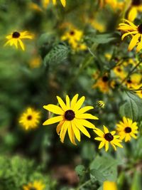 Close-up of yellow flowering plant on field