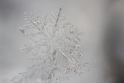 Close-up of snowflake during winter