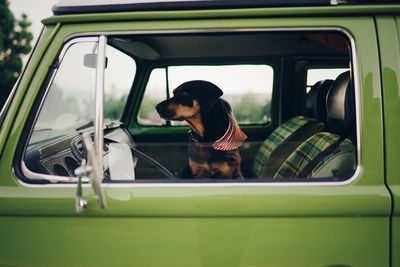 Dog looking through car window