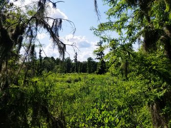 Scenic view of grassy field against sky