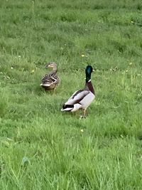 Ducks on a field