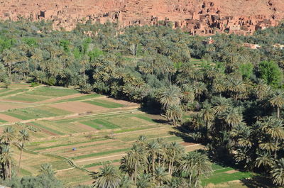 Scenic view of agricultural field