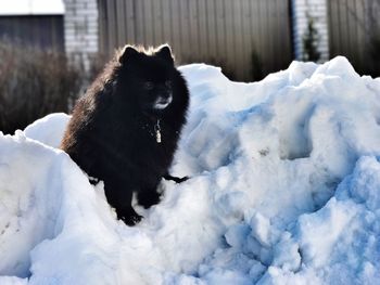 Close-up of dog on snow