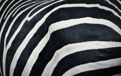 Full frame shot of zebra