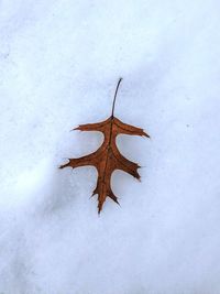 High angle view of a lizard on snow