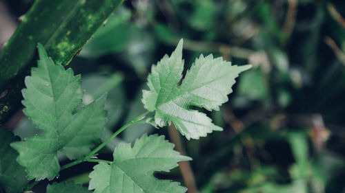 Close-up of fresh green leaves