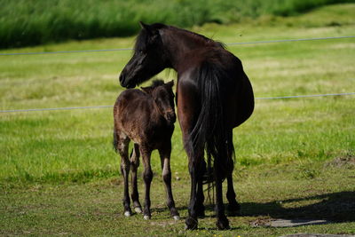 Horse grazing on field