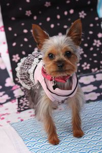 Portrait of cute yorkshire terrier puppy in pet clothing on bed at home