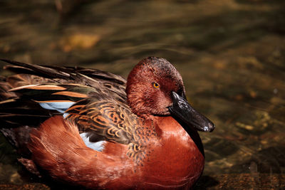 Redhead duck called aythya americana swimming in a marsh or lake in north america