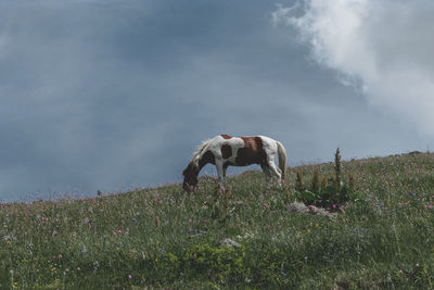 View of horse grazing on field