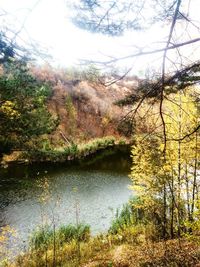 Scenic view of lake in forest