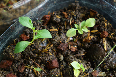 High angle view of plant growing on field