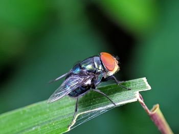 Close-up of fly on leaf