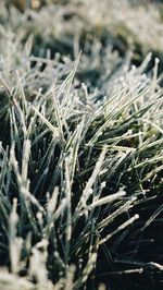 Close-up of grass growing in field