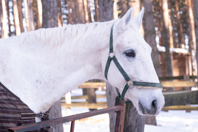 Close-up of horse standing outdoors