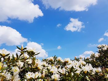 Low angle view of flowering plants against sky