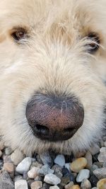 Close-up portrait of dog on rock