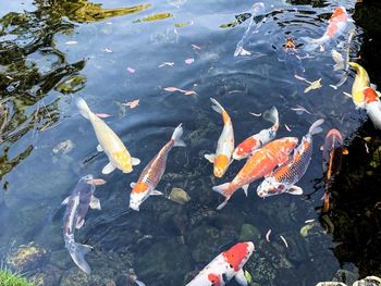 High angle view of koi carps swimming in lake