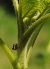 Close-up of insect on leaf