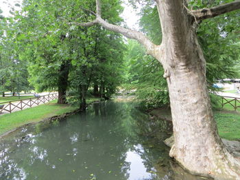 Scenic view of lake in forest