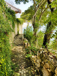 Footpath amidst trees in forest