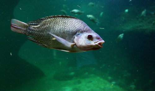 Close-up of fish swimming in water