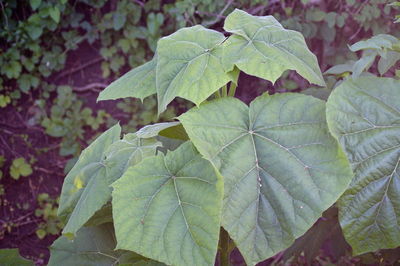 High angle view of leaves on field