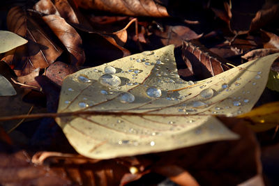 Close-up of wet maple leaves during autumn