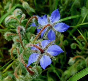 Close-up of purple flowers blooming outdoors