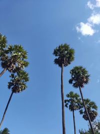 Low angle view of coconut palm trees against blue sky