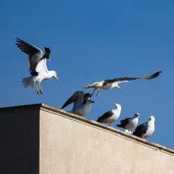 Low angle view of seagulls flying against clear sky