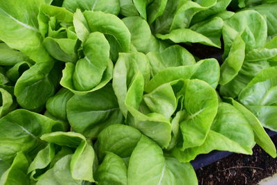 Full frame shot of green leaves